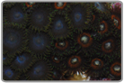 Green Glove Polyps and Umbrella Leather Combo
